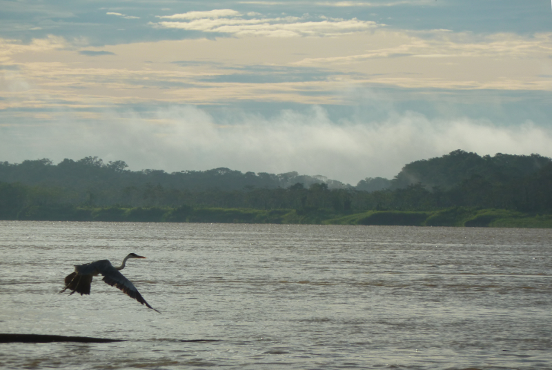 Amazonas1