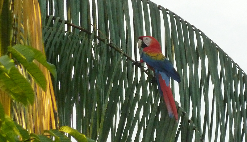 Amazonas3