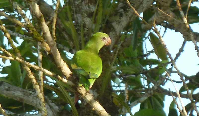 Amazonas2