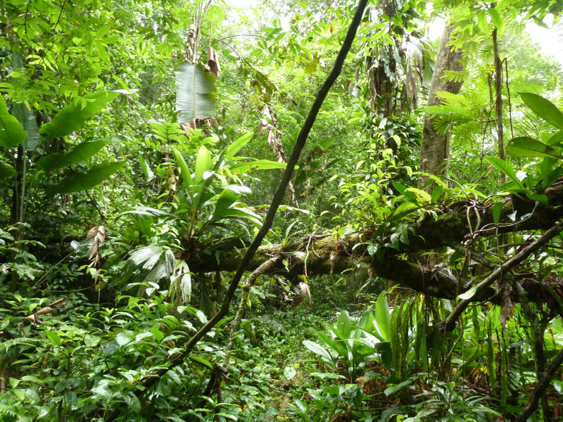 Amazonas10