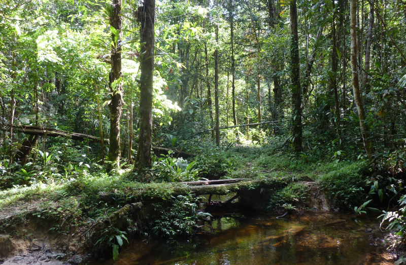 Amazonas4