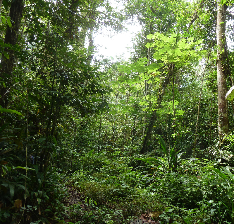 Amazonas5