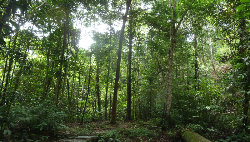 Amazonas9