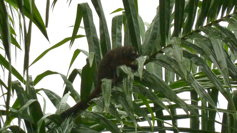 Amazonas15