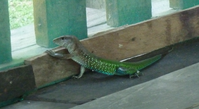 Amazonas6