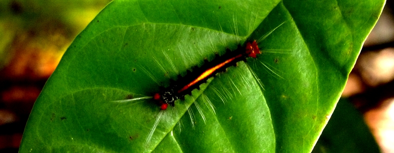 Bug