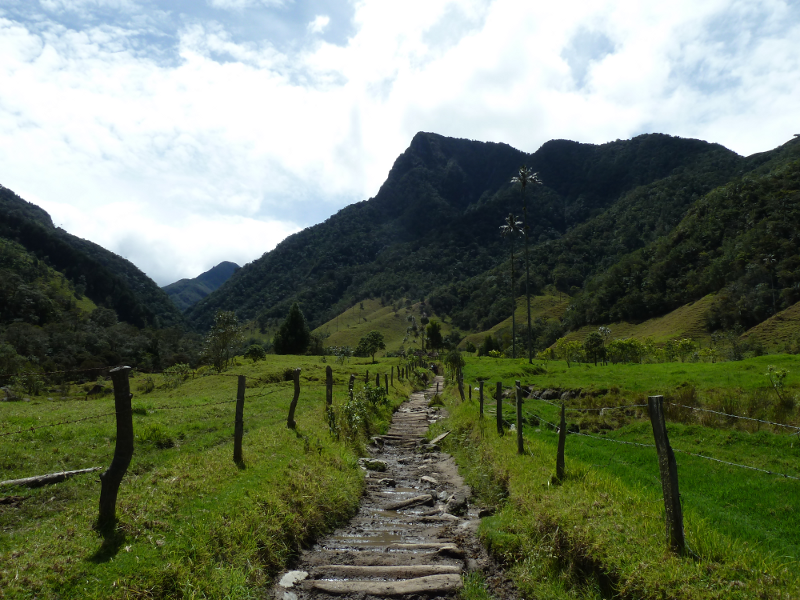 Cocora1