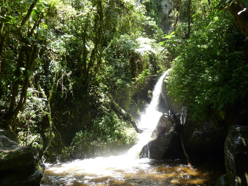 Cocora2