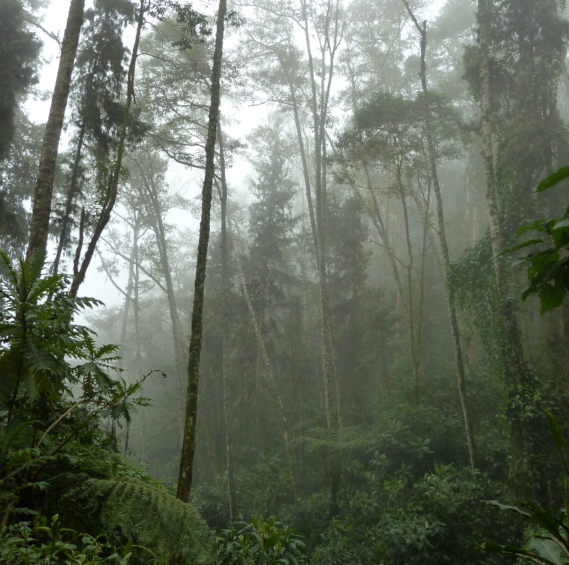 Cocora4