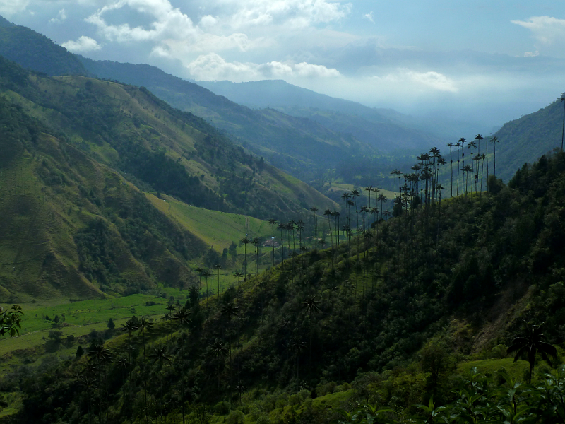 Cocora5
