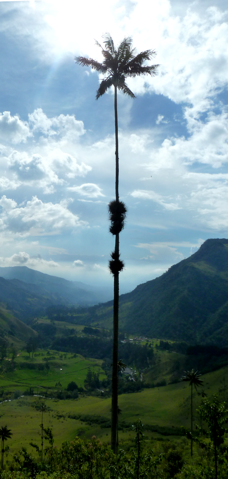 Cocora6