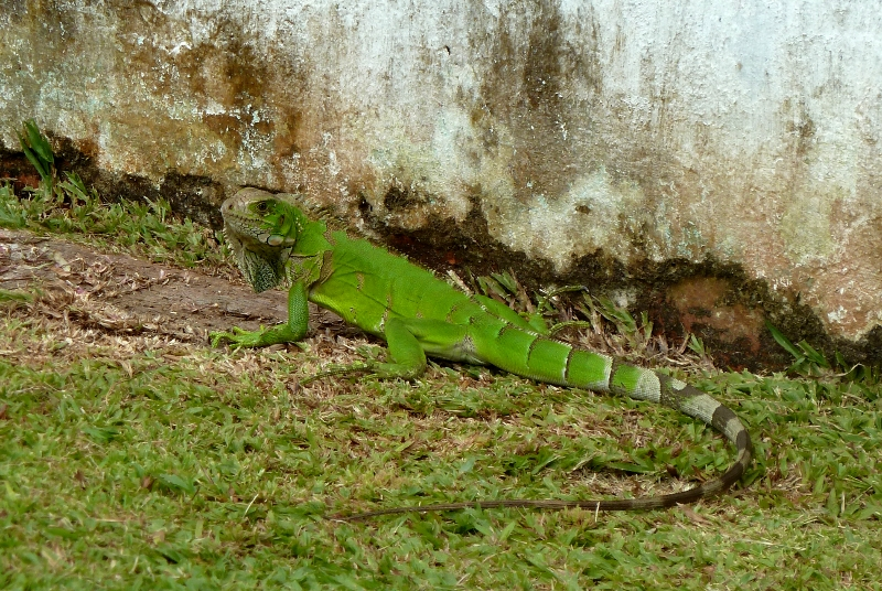 Amazonas8