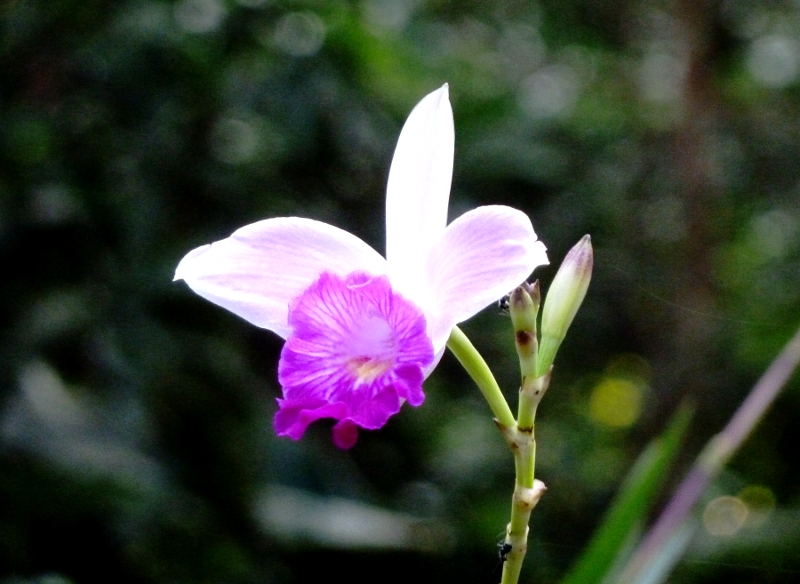 Orchid