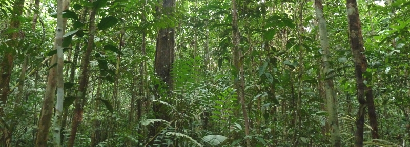 Selva1