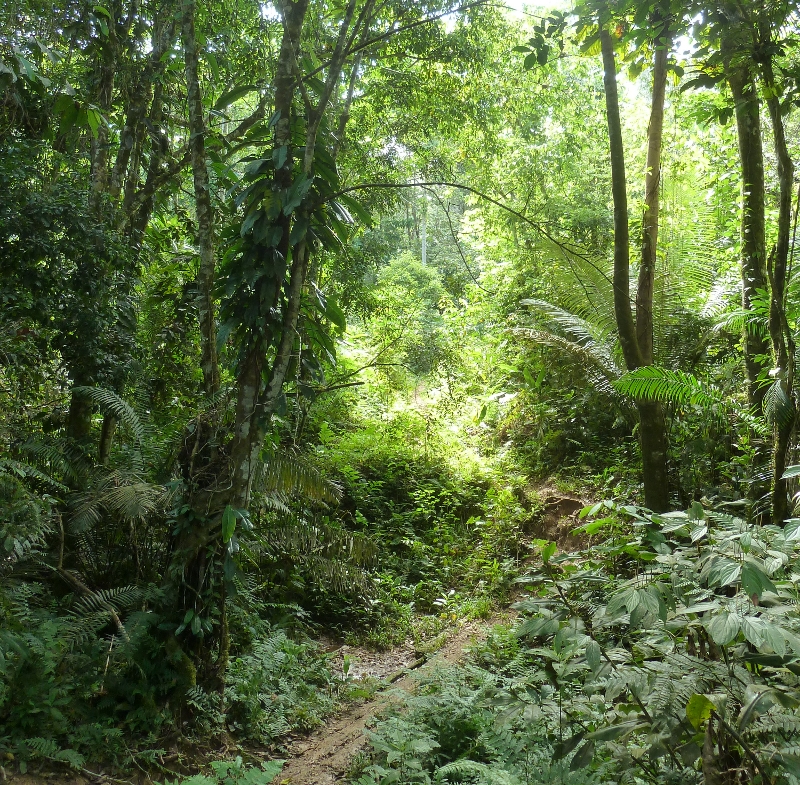 Selva2