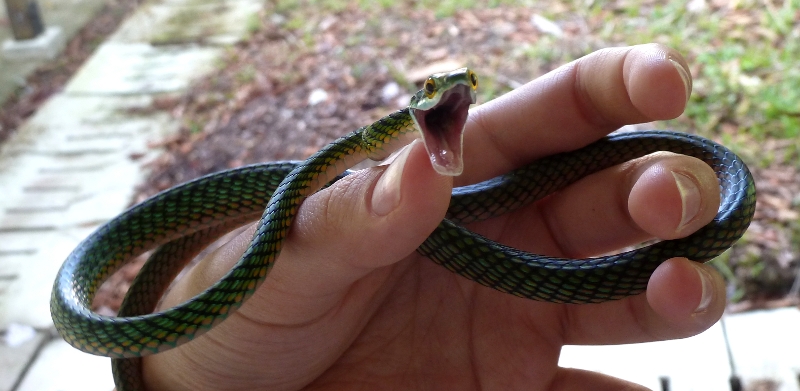 Snake