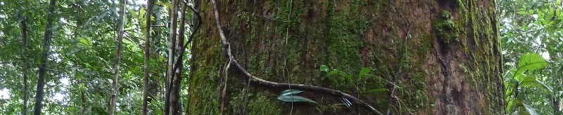 Trunk